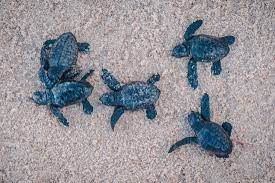Mais de 600 tartarugas marinhas nascem em menos de uma semana no sul da Bahia